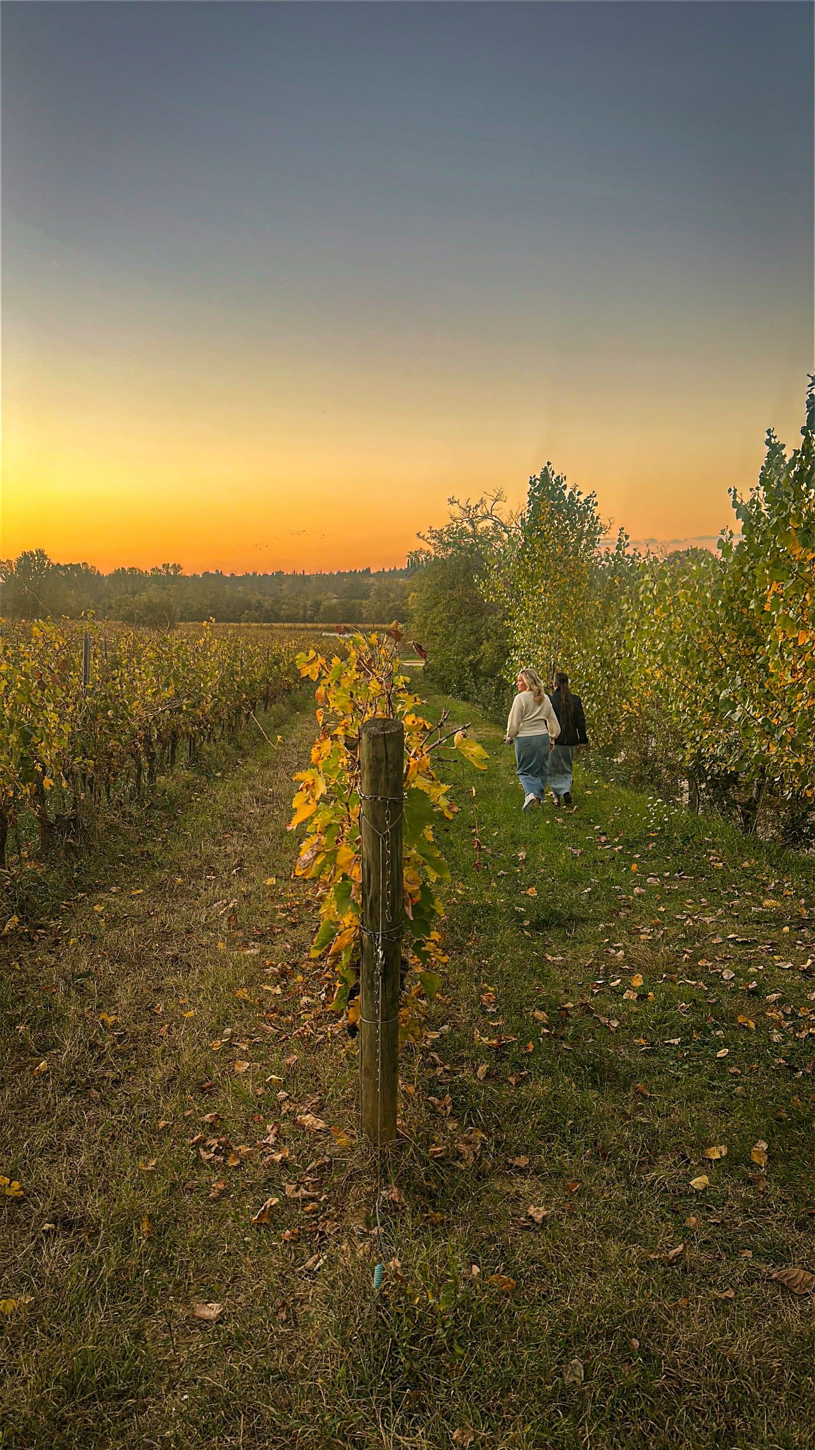 A figure walking between vineyard rows at sunset in Tuscany