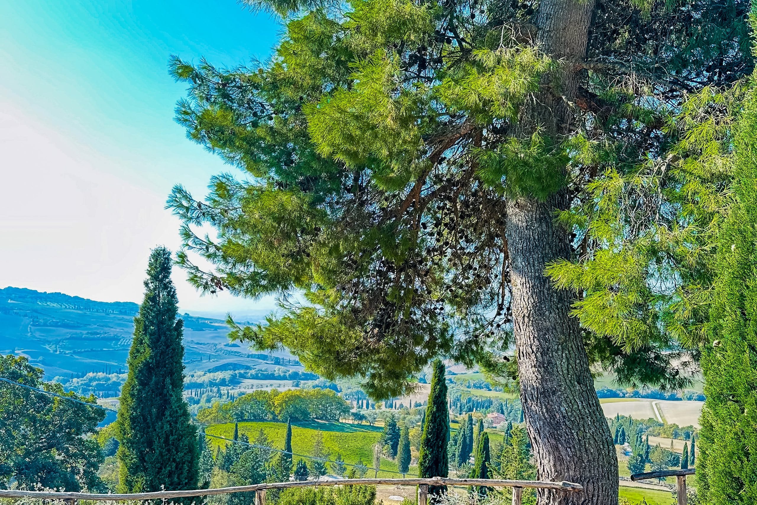 A view over the Tuscan hills through umbrella pines and cypress trees