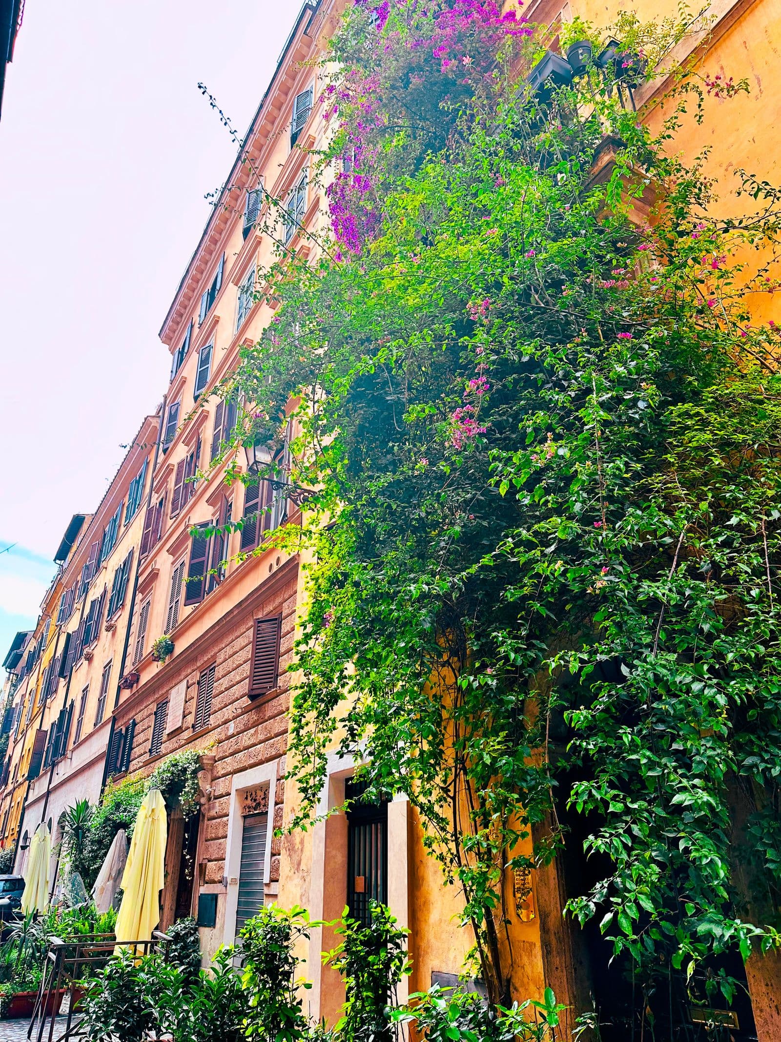 Bougainvillea spilling over the wall of a Roman street