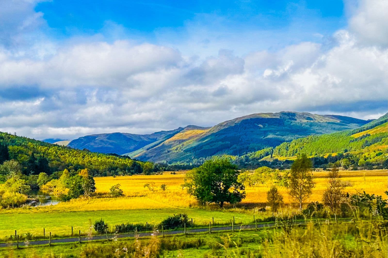 A broad Highland valley of gold autumn grass and a single tree, with forested mountains beyond